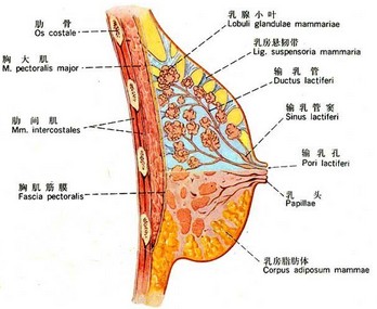 矫正乳房下垂介绍