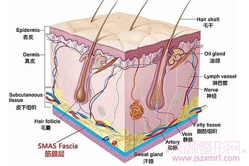 超声皮肤分层结构图图片